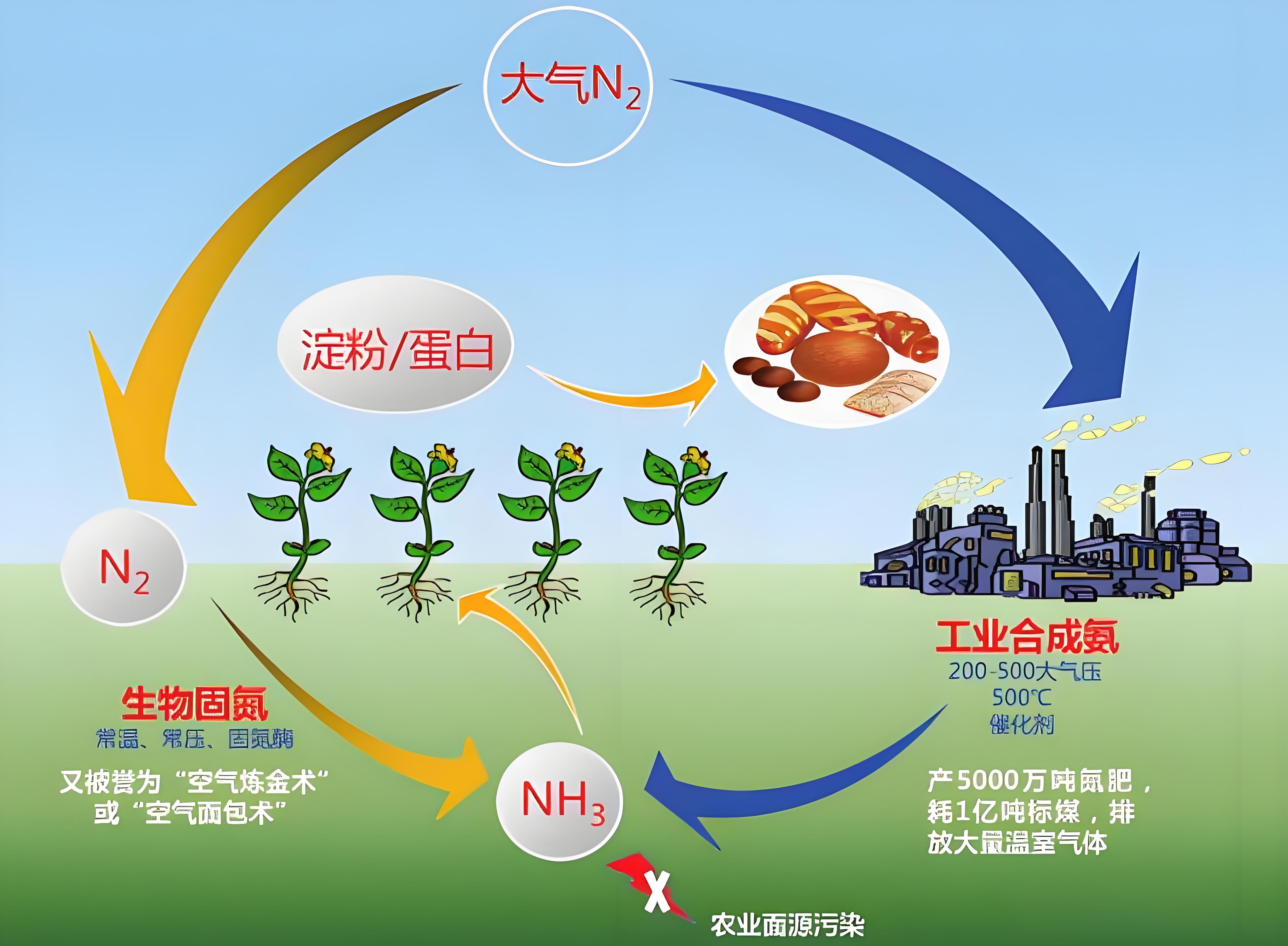 氮循环与人类的“双重夹击”——养活世界的同时窒息了生态?