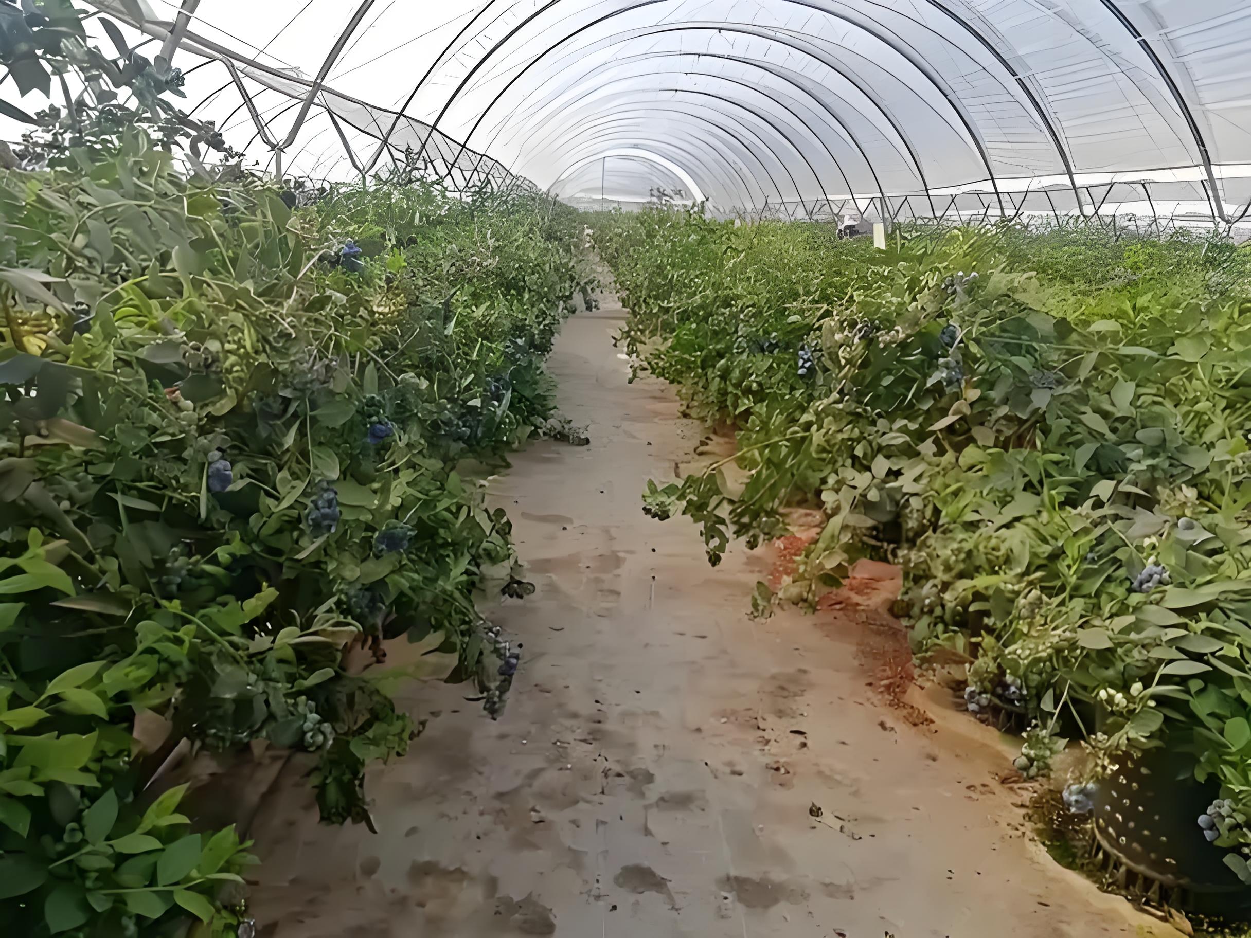 尼龙11,一种被“卡脖子”的材料,和一个跨界而来的破局者